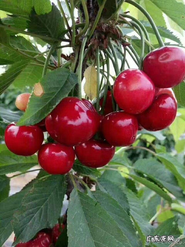 在农村做什么生意好呢最好是收入比外出打工的还多