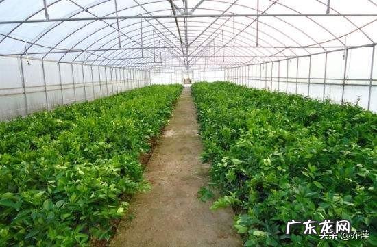 在农村做什么生意好呢最好是收入比外出打工的还多