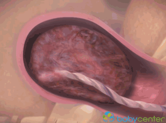 3d胎儿分娩过程-怀孕妈妈3d生产过程