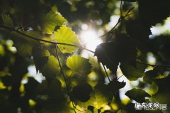 去日本留学大概需要多少钱 日本留学，需要花多少钱,去日本读本科4年花多少钱