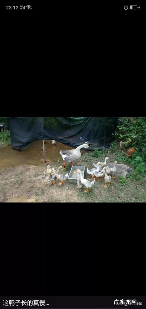 农村可养殖吃草的动物 现在很多农村人选择养殖业,那么养殖什么动物才比较好赚钱?现在农村养什么动物最赚钱