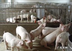 农村可养殖吃草的动物 现在很多农村人选择养殖业，那么养殖什么动物才比较好赚钱？现在农