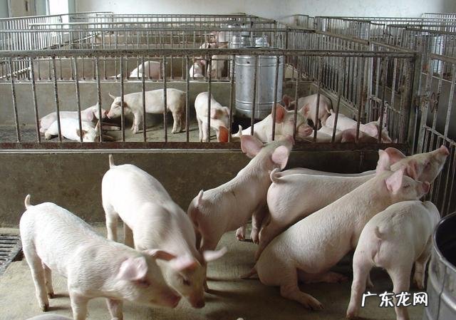 农村可养殖吃草的动物 现在很多农村人选择养殖业,那么养殖什么动物才比较好赚钱?现在农村养什么动物最赚钱