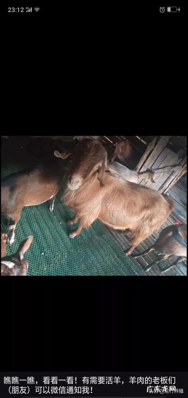 农村可养殖吃草的动物 现在很多农村人选择养殖业,那么养殖什么动物才比较好赚钱?现在农村养什么动物最赚钱