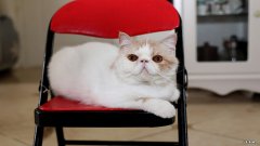 21天减肥法要注意什么？