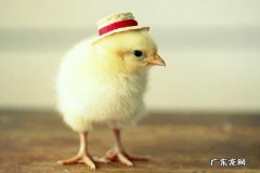 支付宝养小鸡饲料容量怎么升级？