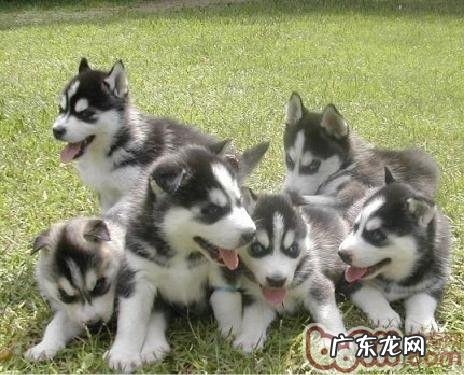 幼狗吃成狗粮的伤害