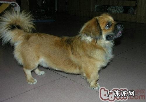 西藏猎犬锻练时的常见问题