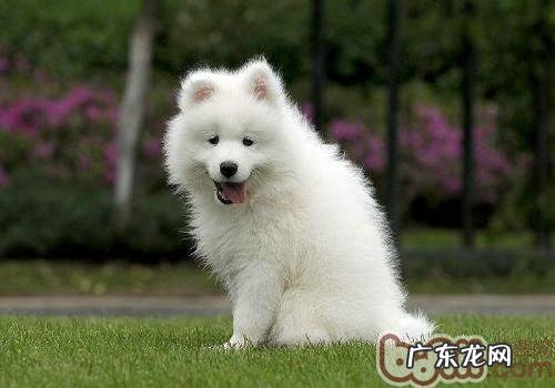 爱斯基摩犬和萨摩耶的差别