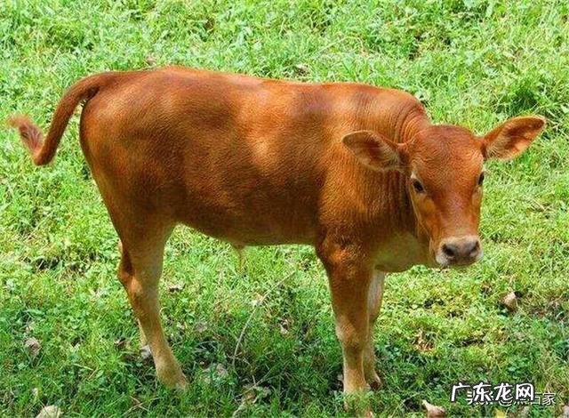 养殖业什么风险最小 前在农村养殖什么比较赚钱,而且风险小?推荐几种?什么养殖业风险小利润大