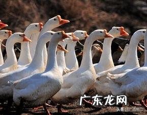 养殖业什么风险最小 前在农村养殖什么比较赚钱，而且风险小？推荐几种？什么养殖业风险小利润大