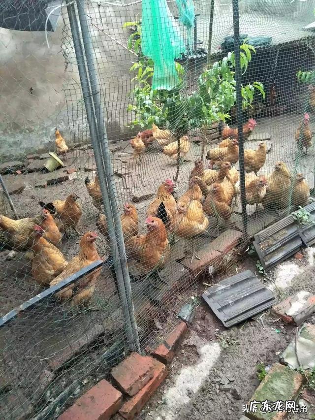 养殖业什么风险最小 前在农村养殖什么比较赚钱,而且风险小?推荐几种?什么养殖业风险小利润大