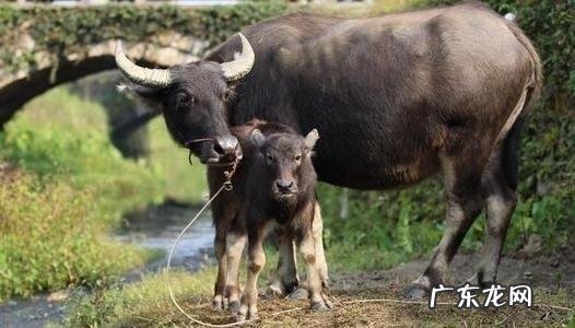 养殖业什么风险最小 前在农村养殖什么比较赚钱，而且风险小？推荐几种？什么养殖业风险小利润大