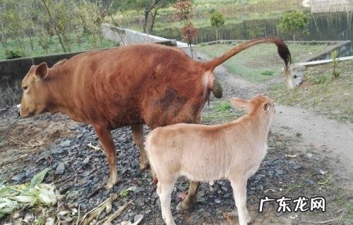 养殖业什么风险最小 前在农村养殖什么比较赚钱，而且风险小？推荐几种？什么养殖业风险小利润大