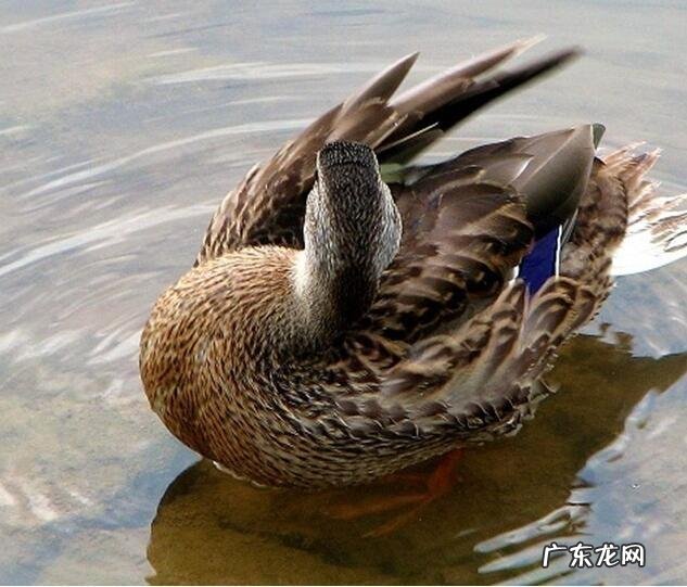 养殖业什么风险最小 前在农村养殖什么比较赚钱，而且风险小？推荐几种？什么养殖业风险小利润大