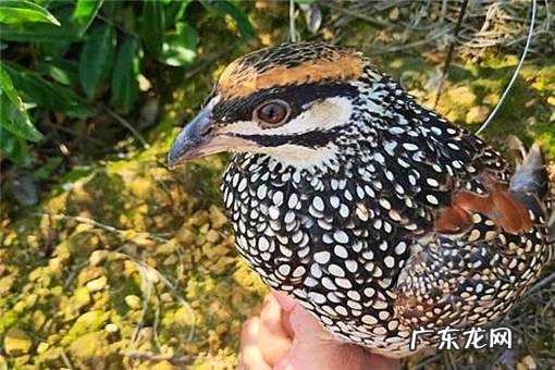 养殖业什么风险最小 前在农村养殖什么比较赚钱，而且风险小？推荐几种？什么养殖业风险小利润大