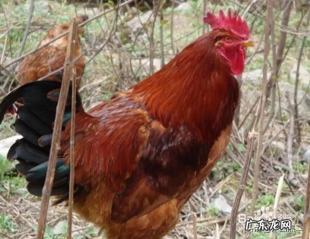 养殖业什么风险最小 前在农村养殖什么比较赚钱，而且风险小？推荐几种？什么养殖业风险小利润大