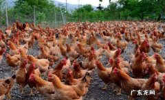 在农村养殖什么来钱快？