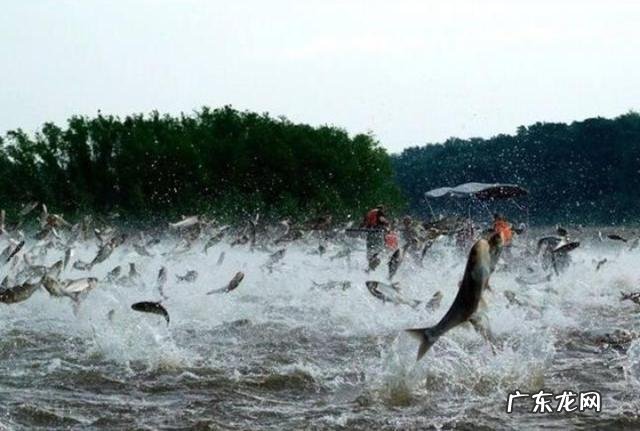 在农村养殖什么来钱快?