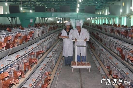 农村养牛政策 国家扶持的养殖项目有哪些?农村养殖业什么最赚钱?农村养殖用电新规定