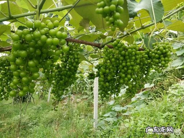 农村养牛政策 国家扶持的养殖项目有哪些?农村养殖业什么最赚钱?农村养殖用电新规定