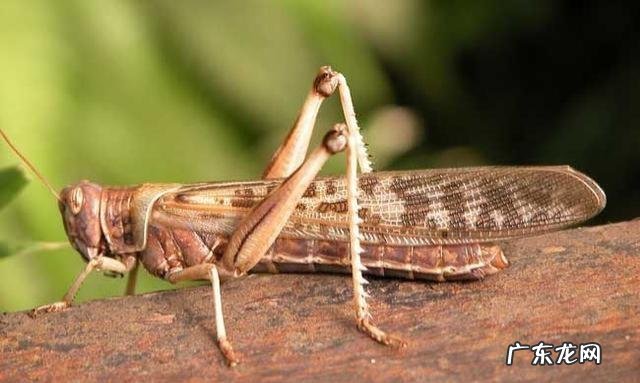 回老家养殖什么好 农村养殖什么回本快呢?回农村搞养殖养什么