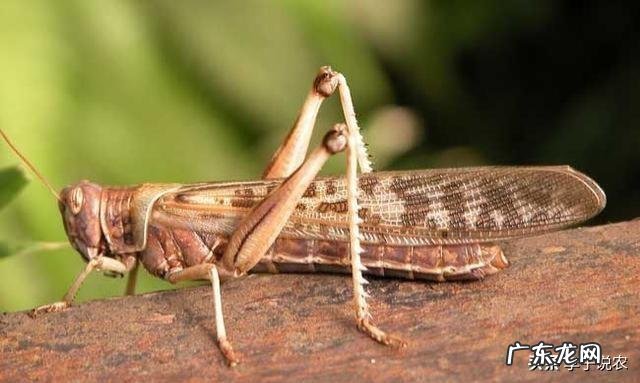 回老家养殖什么好 农村养殖什么回本快呢?回农村搞养殖养什么