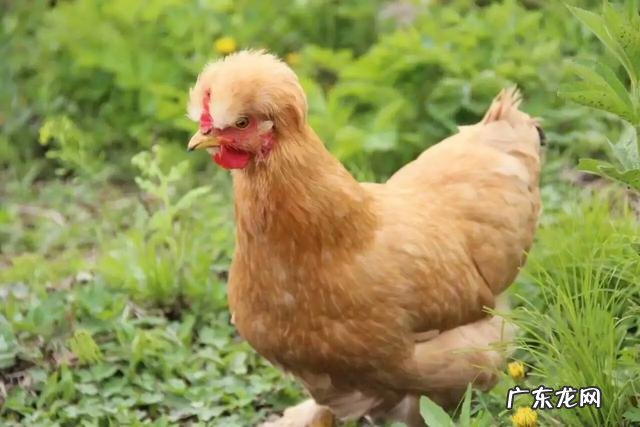 回老家养殖什么好 农村养殖什么回本快呢?回农村搞养殖养什么