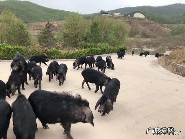 回老家养殖什么好 农村养殖什么回本快呢?回农村搞养殖养什么