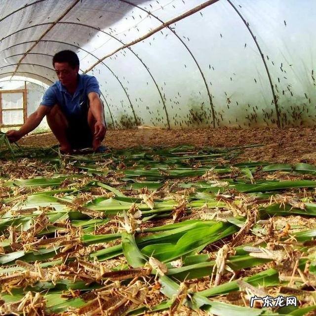 回老家养殖什么好 农村养殖什么回本快呢?回农村搞养殖养什么