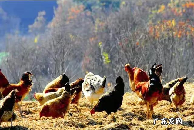 回老家养殖什么好 农村养殖什么回本快呢?回农村搞养殖养什么