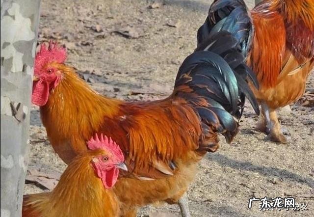 回老家养殖什么好 农村养殖什么回本快呢?回农村搞养殖养什么