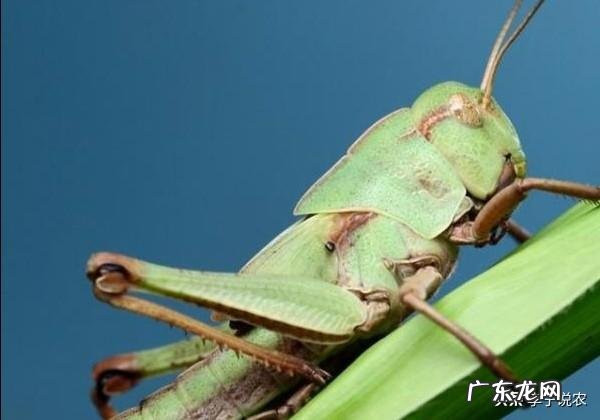 回老家养殖什么好 农村养殖什么回本快呢?回农村搞养殖养什么