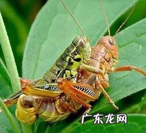 回老家养殖什么好 农村养殖什么回本快呢?回农村搞养殖养什么