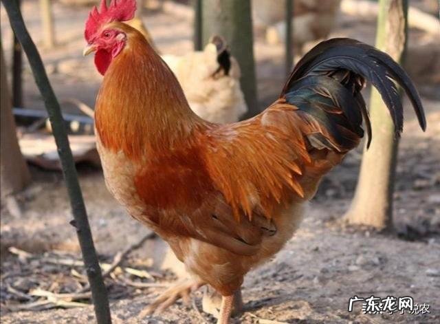 回老家养殖什么好 农村养殖什么回本快呢?回农村搞养殖养什么