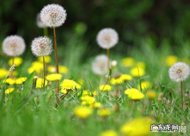 种药材哪样又快又赚钱 现在种植什么药材能够赚钱?现在种什么药材好