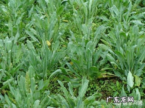 种药材哪样又快又赚钱 现在种植什么药材能够赚钱?现在种什么药材好