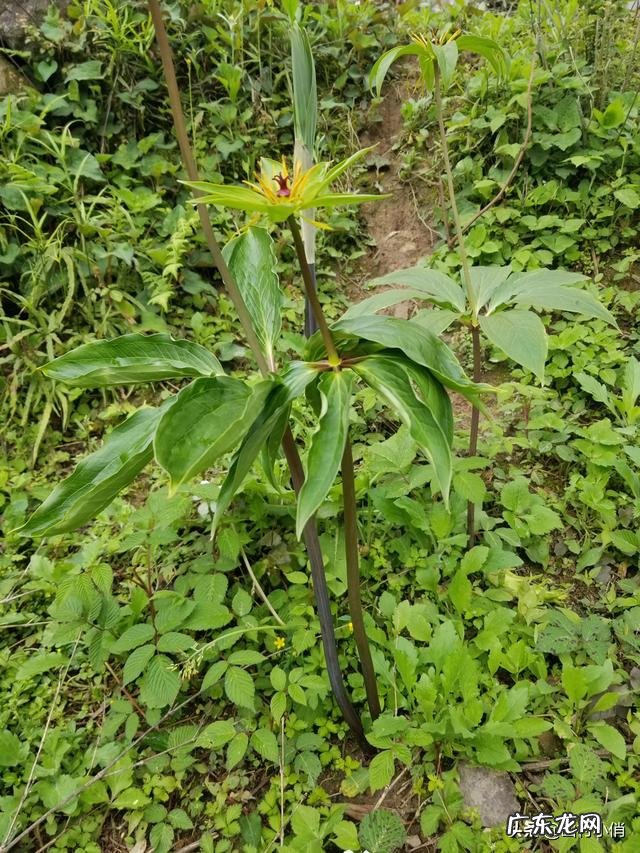 种药材哪样又快又赚钱 现在种植什么药材能够赚钱?现在种什么药材好