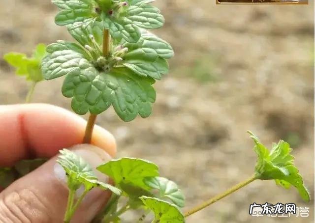 种药材哪样又快又赚钱 现在种植什么药材能够赚钱?现在种什么药材好