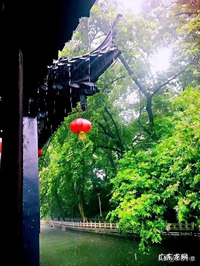 种药材哪样又快又赚钱 现在种植什么药材能够赚钱?现在种什么药材好