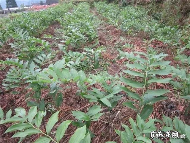 种药材哪样又快又赚钱 现在种植什么药材能够赚钱?现在种什么药材好