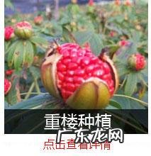 种药材哪样又快又赚钱 现在种植什么药材能够赚钱?现在种什么药材好