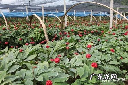 种药材哪样又快又赚钱 现在种植什么药材能够赚钱?现在种什么药材好