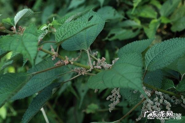 种药材哪样又快又赚钱 现在种植什么药材能够赚钱?现在种什么药材好