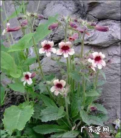 种药材哪样又快又赚钱 现在种植什么药材能够赚钱?现在种什么药材好