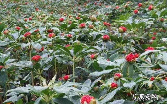 种药材哪样又快又赚钱 现在种植什么药材能够赚钱?现在种什么药材好