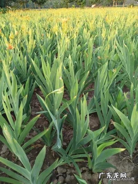 种药材哪样又快又赚钱 现在种植什么药材能够赚钱?现在种什么药材好