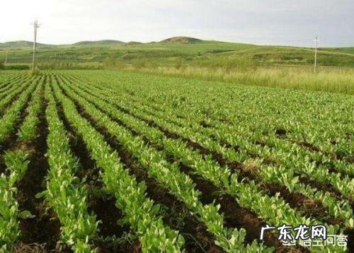 种药材哪样又快又赚钱 现在种植什么药材能够赚钱?现在种什么药材好