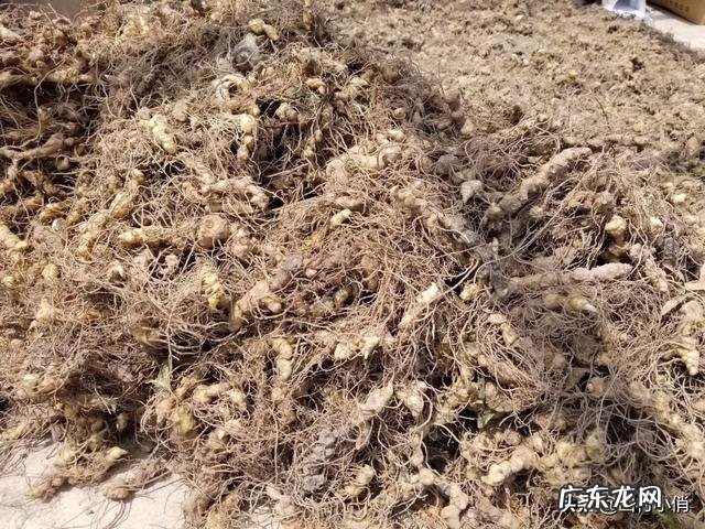 种药材哪样又快又赚钱 现在种植什么药材能够赚钱?现在种什么药材好