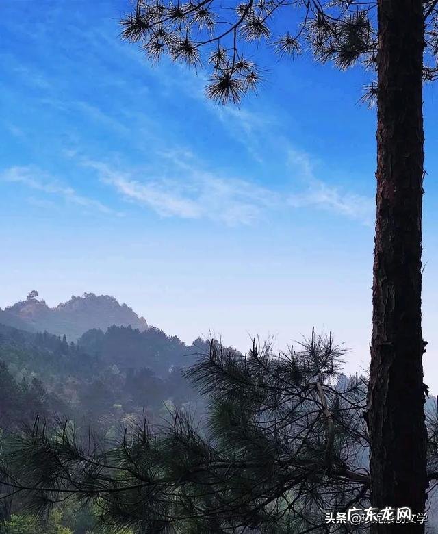 种药材哪样又快又赚钱 现在种植什么药材能够赚钱?现在种什么药材好